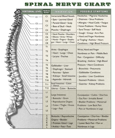 Anatomical Chart Spinal Nerves Spinal Nerve Root Innervation Chart Images