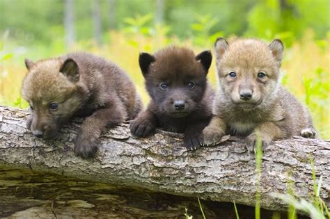 Adorable Wolf Pups
