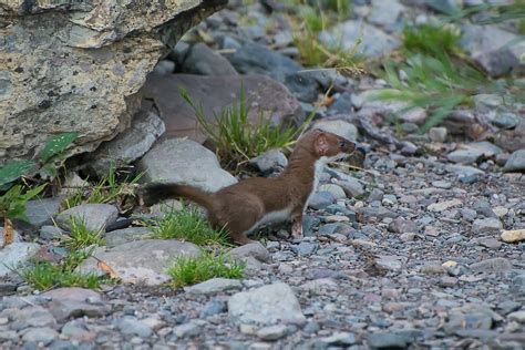 Short Tailed Weasel Rich Leighton