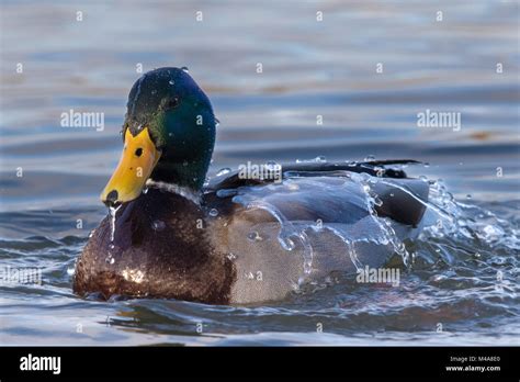 Male Mallard Anas Platyrhynchos Duck With Water Running Off Its Back