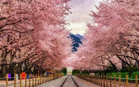 10 Taman di Korea yang Wajib Dikunjungi untuk Liburan