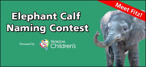 Meet Fitz Zoo Reveals Winning Name In Elephant Calf Contest Presented