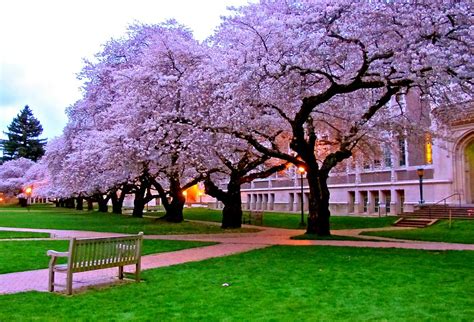 These flowering trees are extremely popular in the south since they bloom brightly through the hottest weather from midsummer to autumn. Cherry trees, University of Washington | Curtis Cronn | Flickr