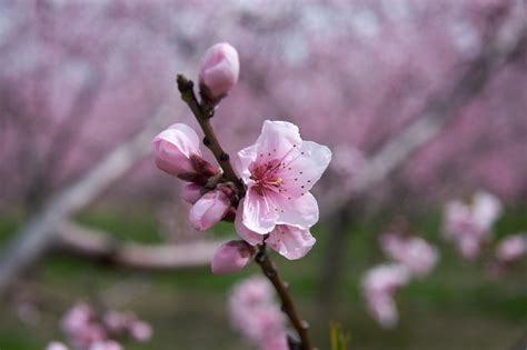 | meaning, pronunciation, translations and examples. creative2 photography: Peach blossoms