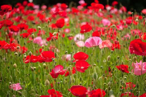 Common Poppy Papaver Rhoeas Care And Growing Guide