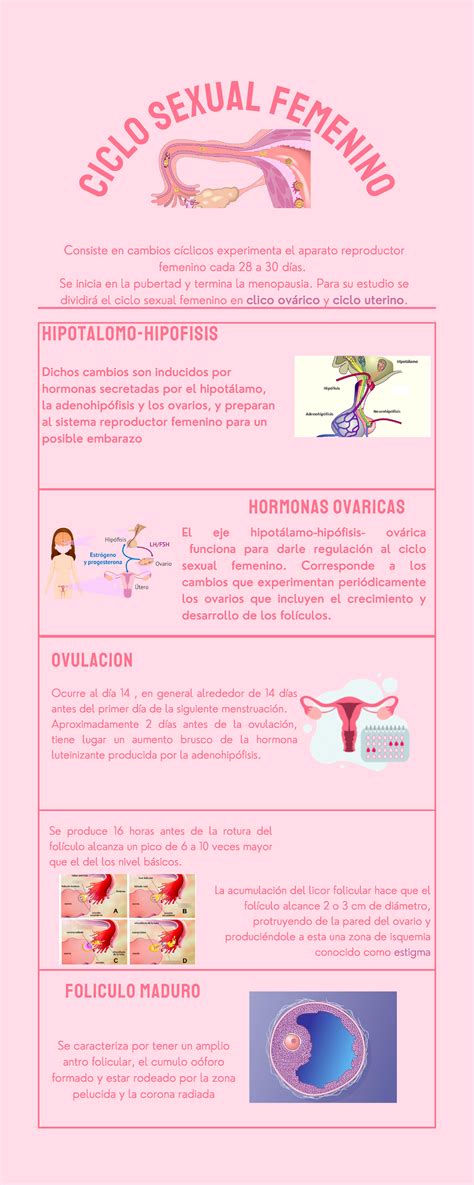 Ciclo sexual Infografía en donde se muestran las características de