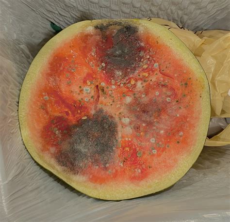 Mold On A Melon Rmoldlyinteresting