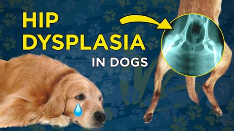 Hip Dysplasia In Dogs Vetvid Dog Care Video Youtube