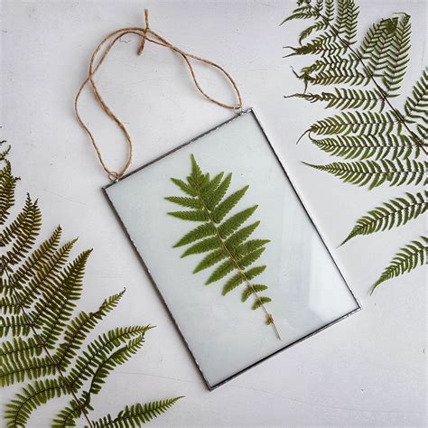 Learn how to capture the beauty of summer and make a stunning but natural addition to your home or any special occasion. Pressed fern frame / Dry fern in glass / Dry plant framed ...