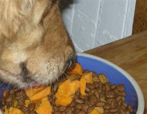 Potatoes are safe food for canines to eat, according to dr. Can Dogs Eat Sweet Potatoes?