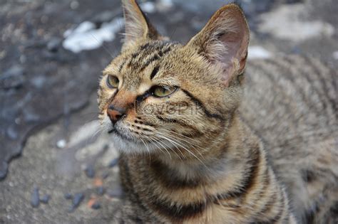 Check spelling or type a new query. Gambar Kucing Duduk Dari Belakang