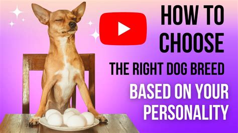 How To Choose The Right Dog Breed Based On Your Personality Youtube