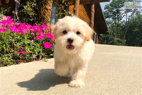 Chloe Malti Poo Maltipoo Puppy For Sale Near Akron Canton Ohio