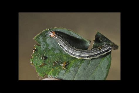 Watch For Fall Armyworms News