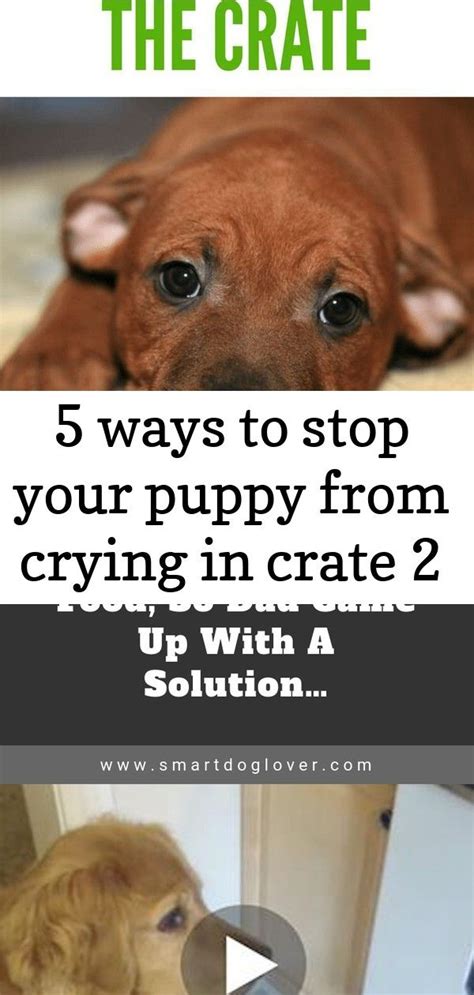 It helps create a fruitful obedience training routine for the little ones. 5 ways to stop your puppy from crying in crate 2 | Puppies ...