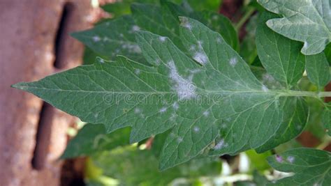 Powdery Mildew Disease Symptom On Tomato Leaf Stock Image Image Of