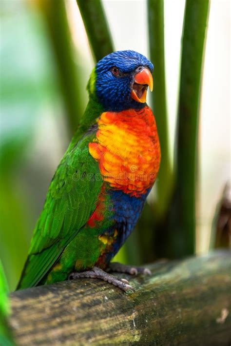 The Rainbow Lorikeet Is A Species Of Parrot Stock Photo Image Of
