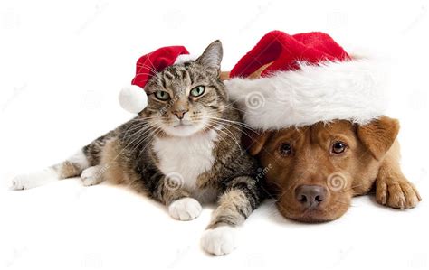 Cat And Dog With Santas Claus Hats Stock Photo Image Of Looking