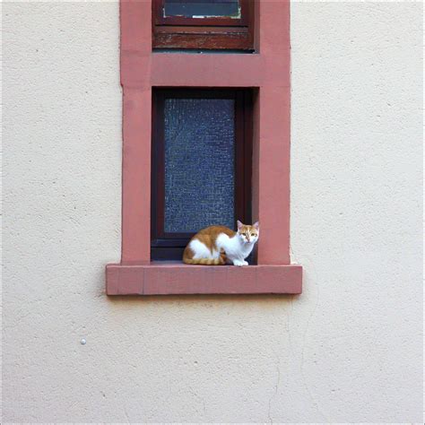 Clean windows from inside, wipe down window sills, and remove fingerprints. help | Cat on the 3rd floor window ledge looking for help ...
