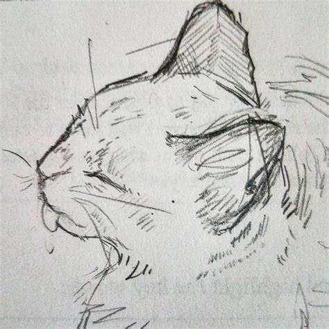 A Simple Cat Sketch Black Cat Drawing Cat Sketch Cat Drawing