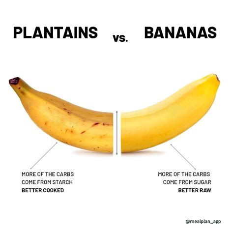 Plantain Vs Banana