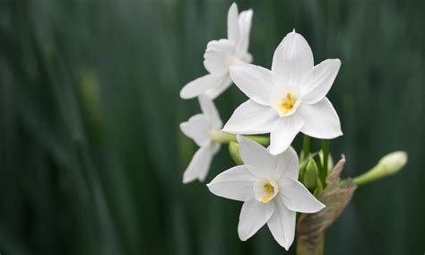 Narcissus Flowers Pictures Best Flower Site