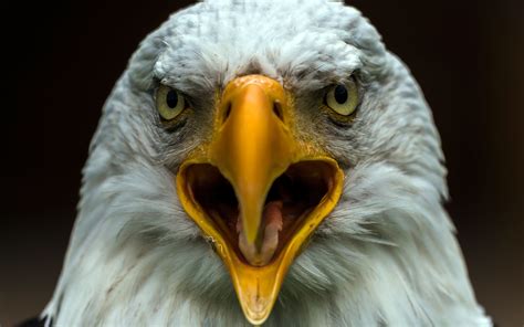 Bald Eagle Full Hd Wallpaper And Background Image 2560x1600 Id421979