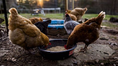 Cdc Warns Against Kissing And Snuggling Chickens After Salmonella