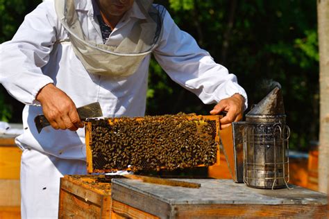 Best Beekeeping Practices For Summertime Part I Apiary Book Blog