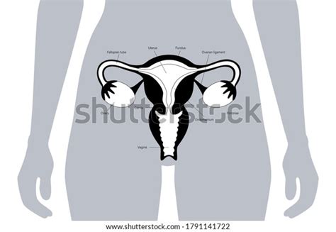 Female Reproductive System Human Silhouette Uterus Stock Vector