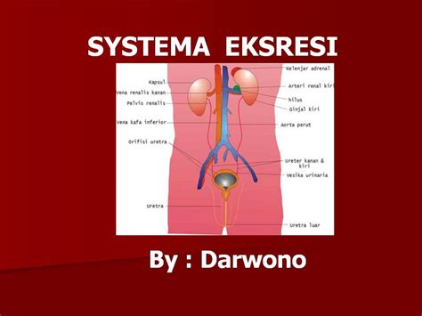 Sistem pernapasan atau system respirasi adalah sistem organ yang digunakan untuk pertukaran demikian artikel mengenai teknologi yang berkaitan dengan system pernapasan. PUSAT PENYEMBUHAN TERPADU: SYSTEM EKSKRESI, KELAINAN DAN ...