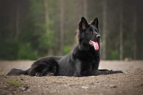 Long Haired Belgian Malinois All The Information You Need