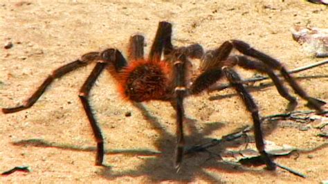 huge amazon spider attacks camera youtube