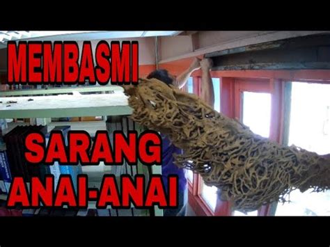 Supaya lebih berkesan, campur garam dengan air dan. MEMBERSIHKAN SARANG ANAI ANAI |tki malaysia - YouTube