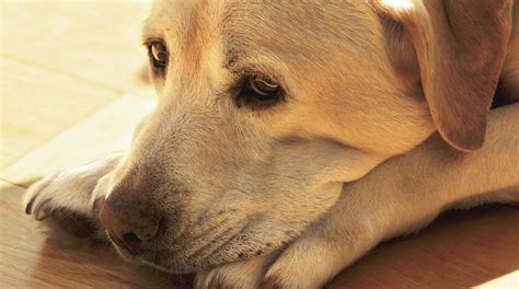 Do Dogs Cry A Look At Dog Tears And What They Mean Dog Crying Dog
