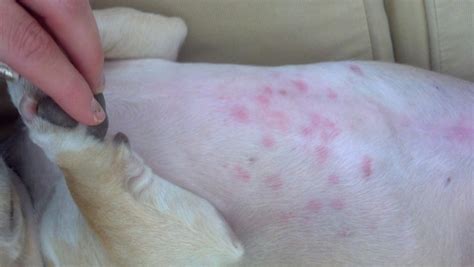 Why There Are Red Rash On Dogs Belly Enkiverywell