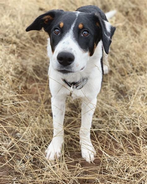 Scarecrow 5 Month Old Male Acdborder Colliehound Mix Adopted