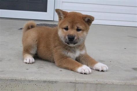 Shiba inu puppies for sale in californiaselect a breed. Shiba Inu Puppies For Sale | Los Angeles, CA #265508