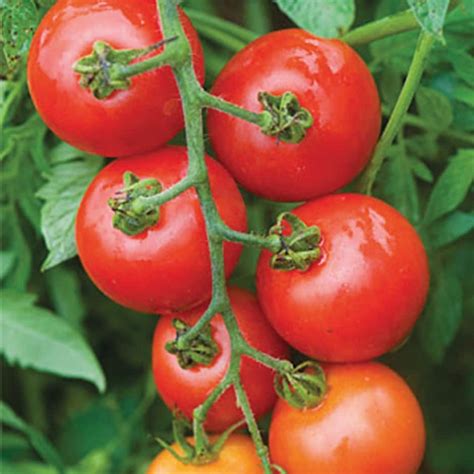 Buy Tomato Solanum Lycopersicum Mountain Magic F1 Tomato Mountain