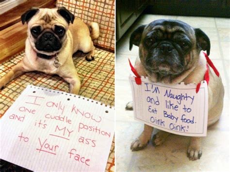 Guilty Pugs