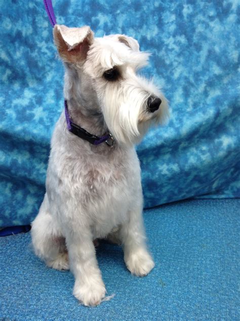 The wiry hair of the miniature schnauzer sheds minimally, but it requires regular grooming to prevent matting. Miniature Schnauzer Hairstyles | Fade Haircut