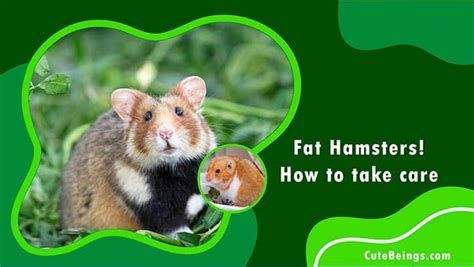 Fat Hamsters How To Take Care Of Your Big Chubby Hamster Cute Beings