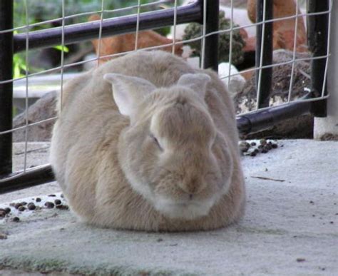 brazilian domestic rabbit alchetron the free social encyclopedia