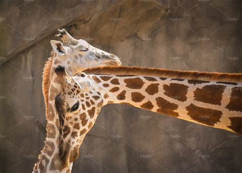 Mother Giraffe With Baby High Quality Animal Stock Photos ~ Creative
