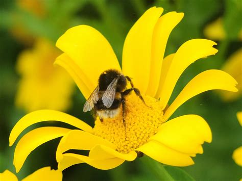 Check spelling or type a new query. Bumble bee on daisy | Bee, Flower power, Bumble bee