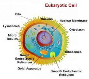 Check spelling or type a new query. Prokaryotic Vs Eukaryotic Cell - Difference and Comparison