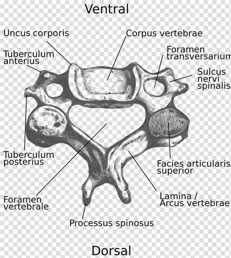 Cervical Vertebrae Transverse Foramen