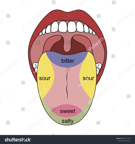 Stock Vektor „human Tongue Taste Buds Taste Map“ Bez Autorských