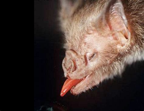 Vampire Bats Blood Diet Numbed Their Taste Buds Discover Magazine