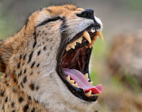Wallpaper : wild, portrait, face, tongue, cat, mouth, Zoo, Switzerland